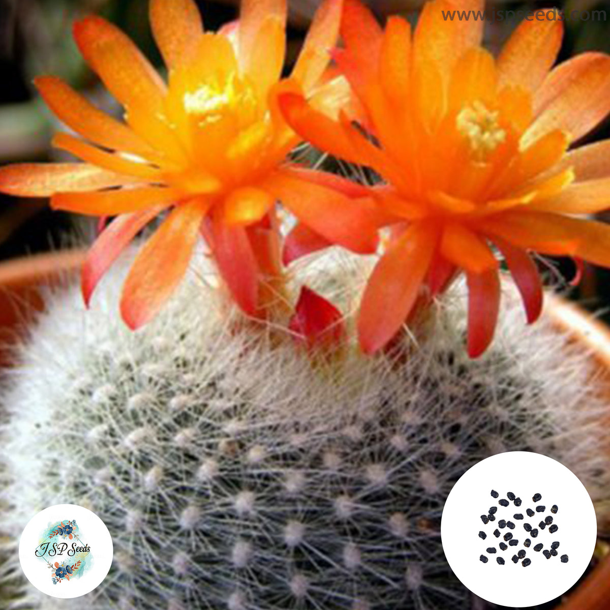 40 Seeds Brasilicactus haselbergii v. stellatus Cactus Succulent seeds