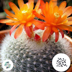 40 Seeds Brasilicactus haselbergii v. stellatus Cactus Succulent seeds