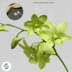 50 Green Dendrobium Orchid flower Seeds (Flower Garden Potted Plants)Thailand Orchids