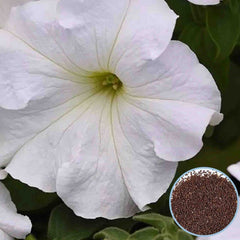 1000 White Supercascade Petunia Seeds Grandiflora, Multiflora, Milliflora Perennial Flowers Annual Seeds (Flower)