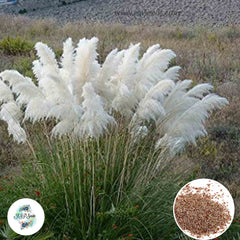 300 White Cortaderia Selloana Seeds Pampas Grass Perennial Blooms Seeds