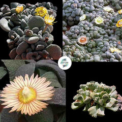 Aloinopsis mix (Living stones) / 40 seeds