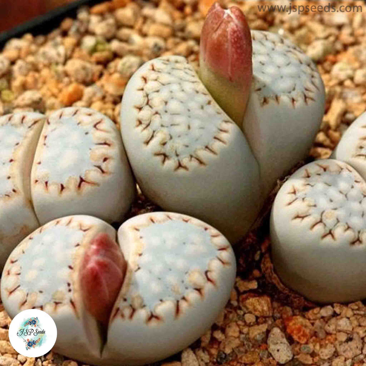 Lithops julii ssp fulleri C161 / 40 seeds (Living Stones)