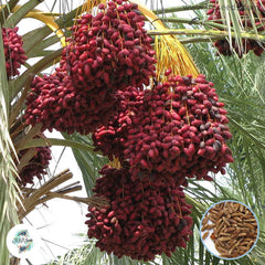 12 Zaghioul Date Palm Seeds Phoenix dactylifera (Arecaceae) Fruit Seeds (UAE Lab 133)