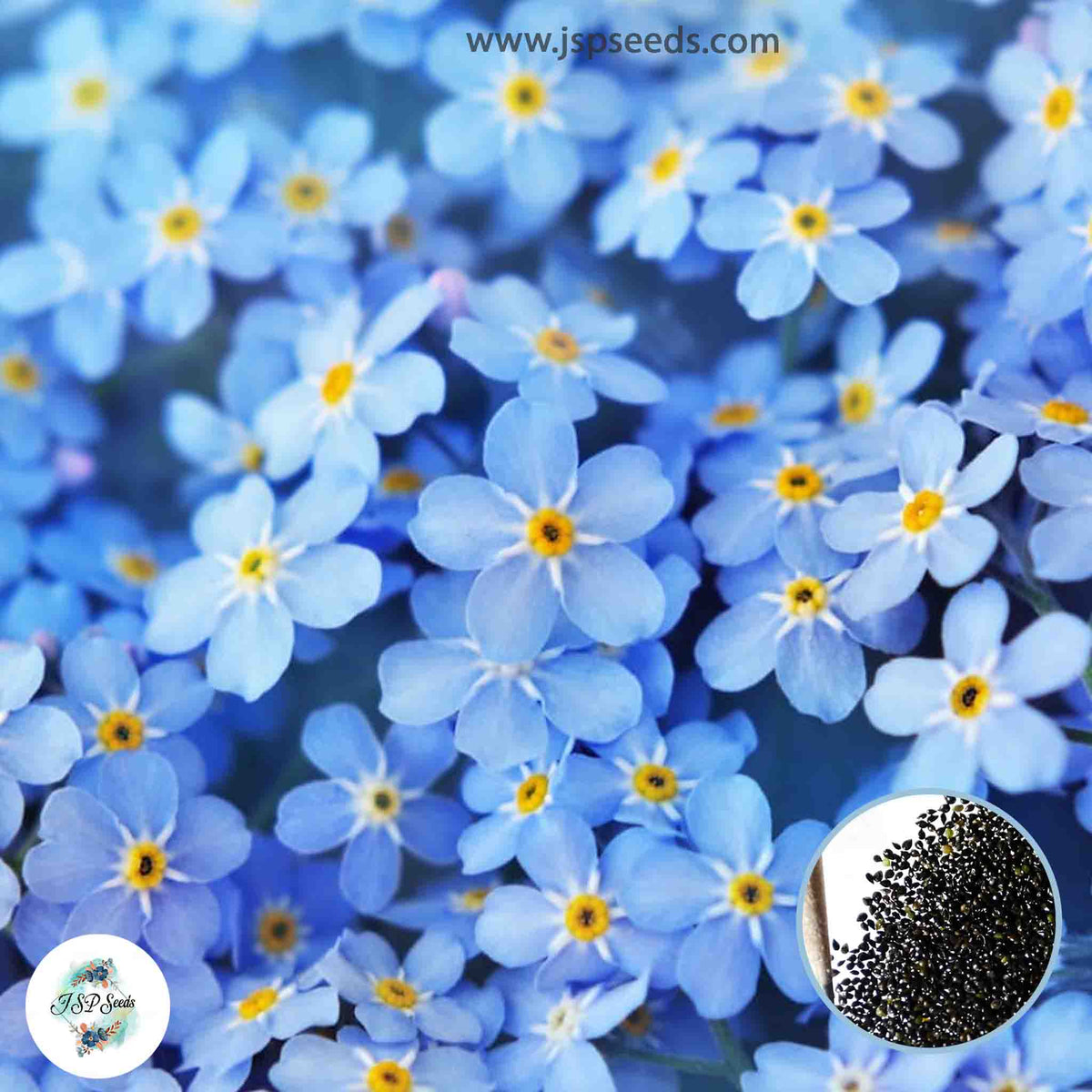 200 Blue Forget Me Not Seeds