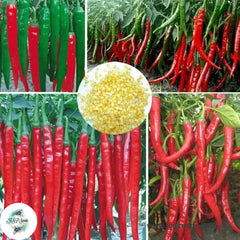 100 Long Hot Pepper Bonsai Plants Red Chilli Peppers Fruit And Vegetable Heirloom Seeds (Vegetable Potted Plants)