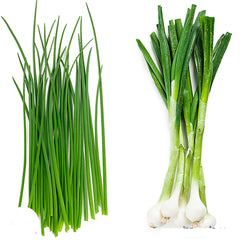 100 Green Onion Herbs Vegetables Four Seasons Heirloom Seeds (Vegetable Potted Plants)