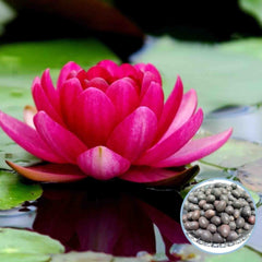 15 Thai Heirloom Lotus flower Bonsai Seeds Water Plants (Original Thai Seeds) 010