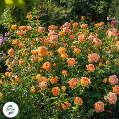 50 Heirloom Lady of Shalott English Rose flower Bonsai Garden Seeds