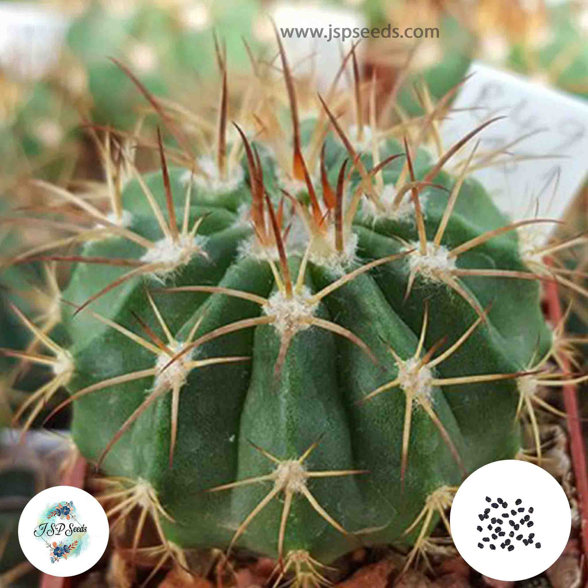 40 Seeds Melocactus obtusipetalus Cactus Succulent seeds