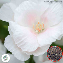 200 White Clarkia Farewell to Spring Godetia Amoena Annual Flower Seeds