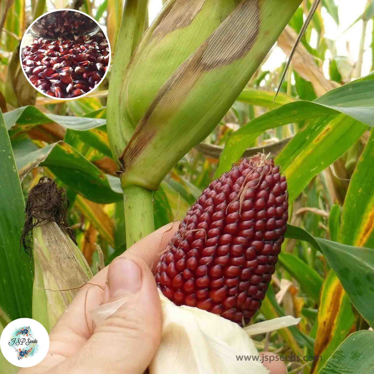 50 Dwarf Strawberry Corn Popcorn Corn Seeds