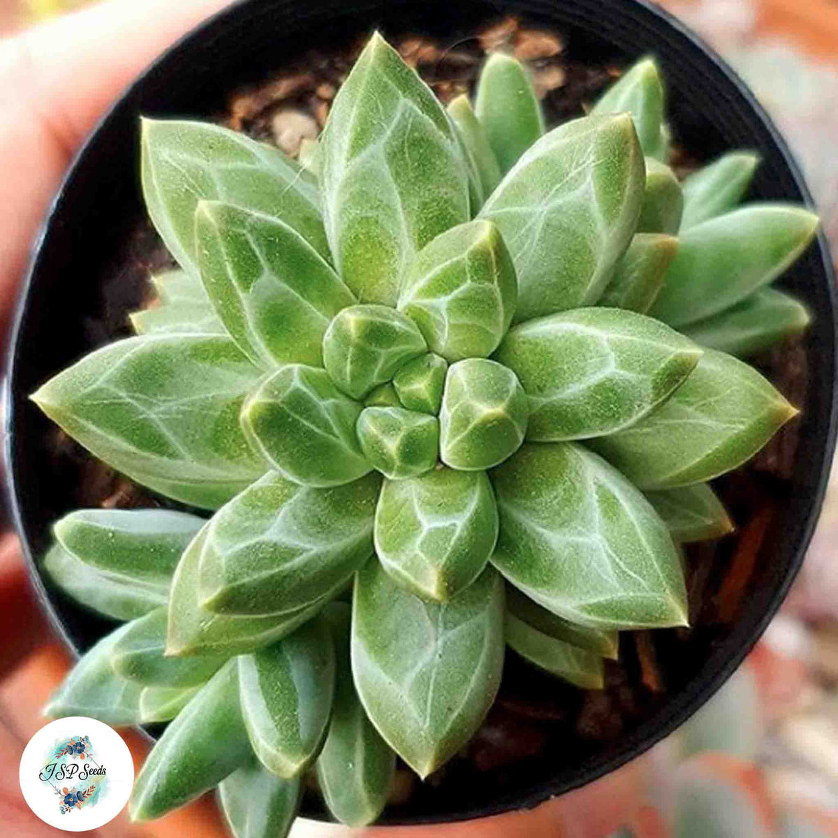 Pachyphytum compactum / 40 seeds