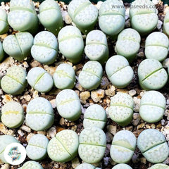 Lithops julii C297 / 40 seeds  (Living stones)