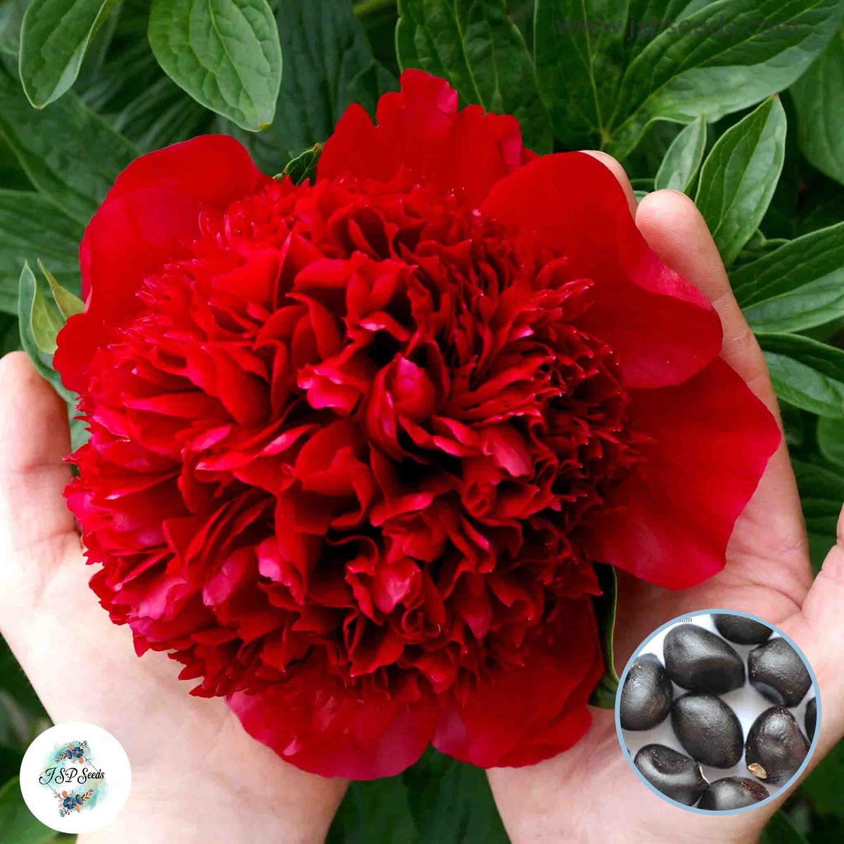 20 Red Charm Peony Paeoniaceae Paeonia suffruticosa Tree Flower Plant Seeds (Lucky Flower) (Flower Garden Potted Plants)