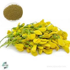 200 Sesbania Yellow Flower Seeds Sesbania sesban (L.) Merr