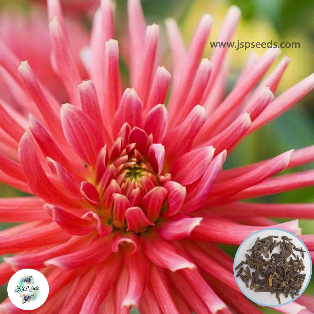 50 Pianella Dahlia Seeds (Flower Garden Potted Plants)