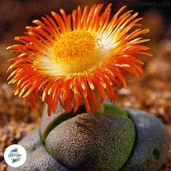 Pleiospilos nelii (Split Rock) / 40 seeds