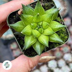 Haworthia marumiana var. batesiana / 40 seeds