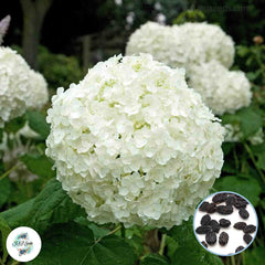 20 White Hydrangea Seeds Perennial Hardy Flowers Seed Shrub