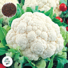 300 Snow Ball Cauliflower Organic Heirloom Seeds (Vegetable)