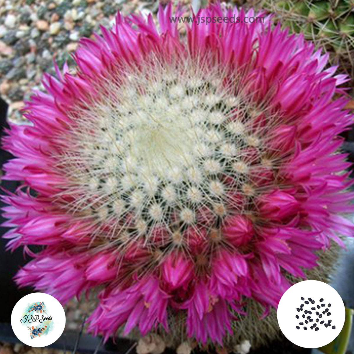 40 seeds Mammillaria spinosissima  Cactus Succulent seeds