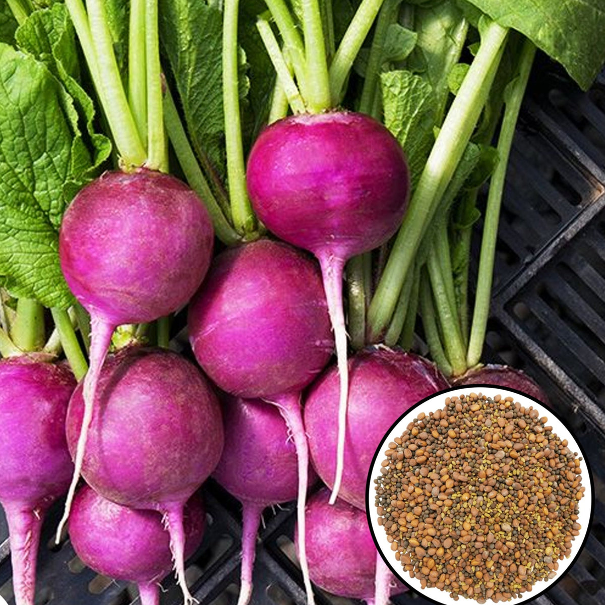 100 Purple Plum Radish Heirloom Seeds (Vegetable) Non Gmo