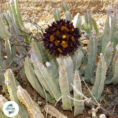 Caralluma speciosa [RARE] / 40 seeds