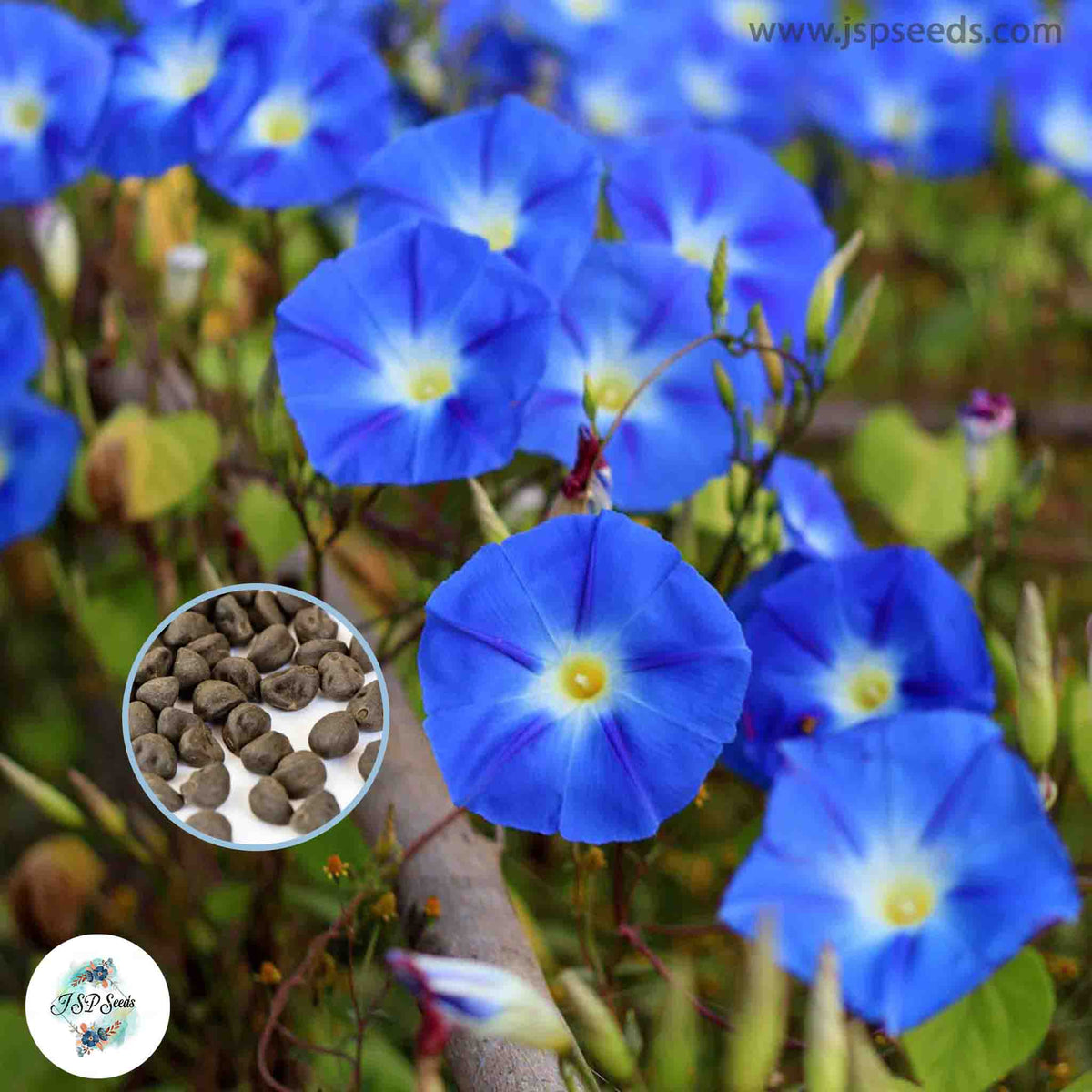 50 Heavenly Blue Morning Glory Seeds (MORNING GLORY)