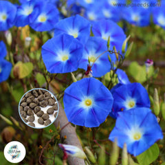 50 Heavenly Blue Morning Glory Seeds (MORNING GLORY)