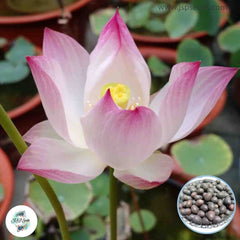 15 Thai Heirloom Lotus flower Bonsai Seeds Water Plants (Original Thai Seeds) 027