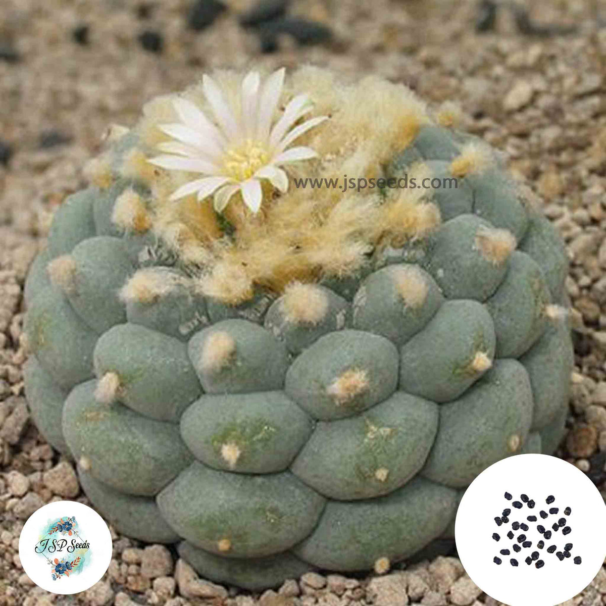 40 Seeds Lophophora fricii, El amparo v. albiflora, Viesca Cactus Succulent seeds