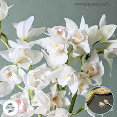 50 White Cymbidium Orchid flower Seeds (Flower Garden Potted Plants)Thailand Orchids