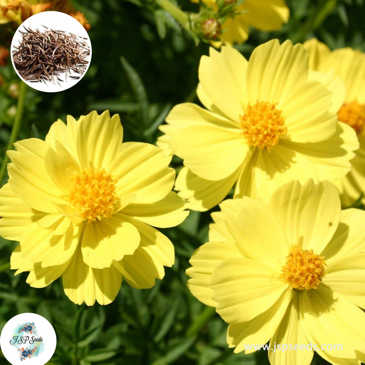 500 Yellow Cosmos Sensation Flower Seeds