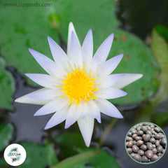 15 Thai Heirloom Lotus flower Bonsai Seeds Water Plants (Original Thai Seeds) 032