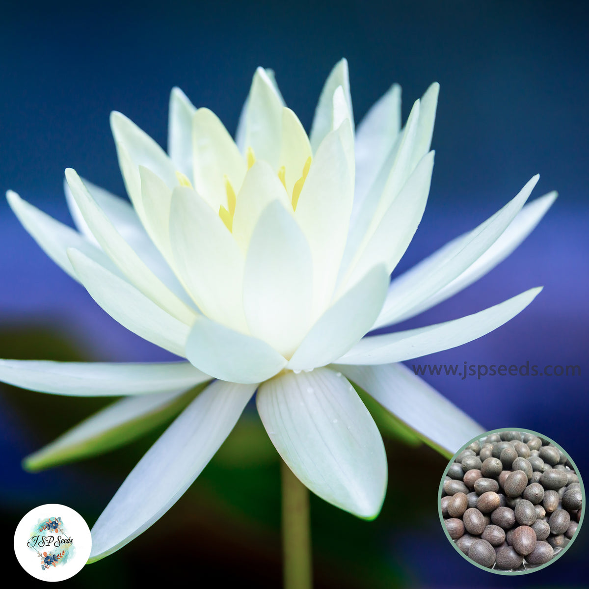 15 Thai Heirloom Lotus flower Bonsai Seeds Water Plants (Original Thai Seeds) 040