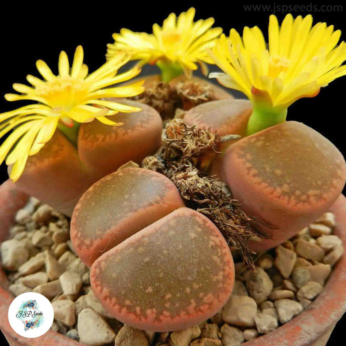 Lithops aucampiae mix / Living stones / 40 seeds