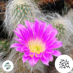 40 Seeds Echinocereus delaetii Cactus Succulent seeds