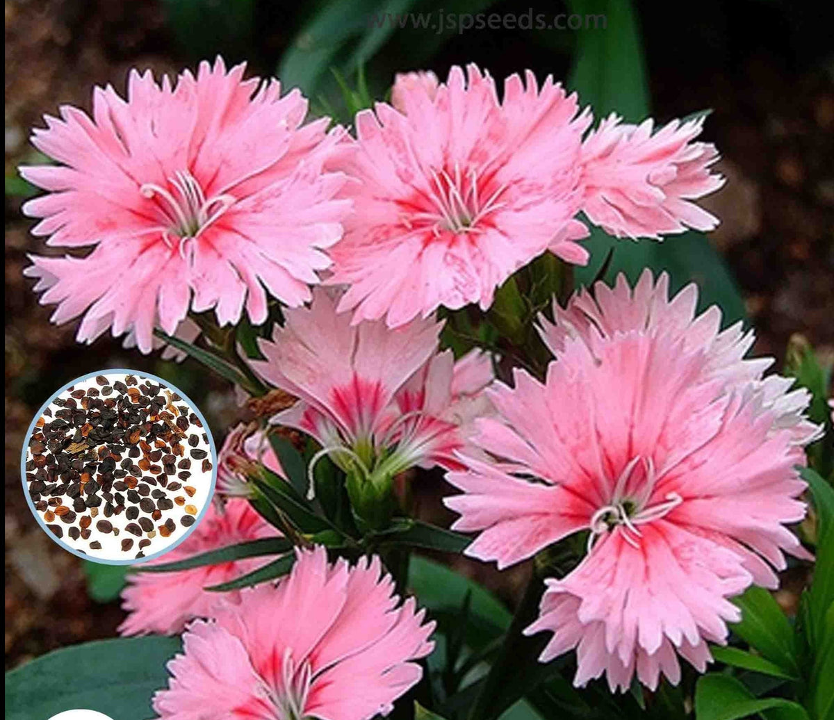 100 Pink Dianthus chinensis Seeds Perennial Butterfly Flowers Caryophyllaceae