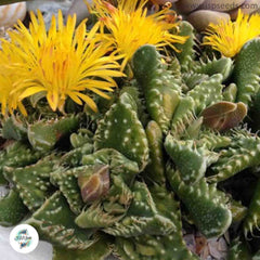 Faucaria tuberculosa / 40 seeds (Pebbled Tiger Jaws, Shark’s Jaws)