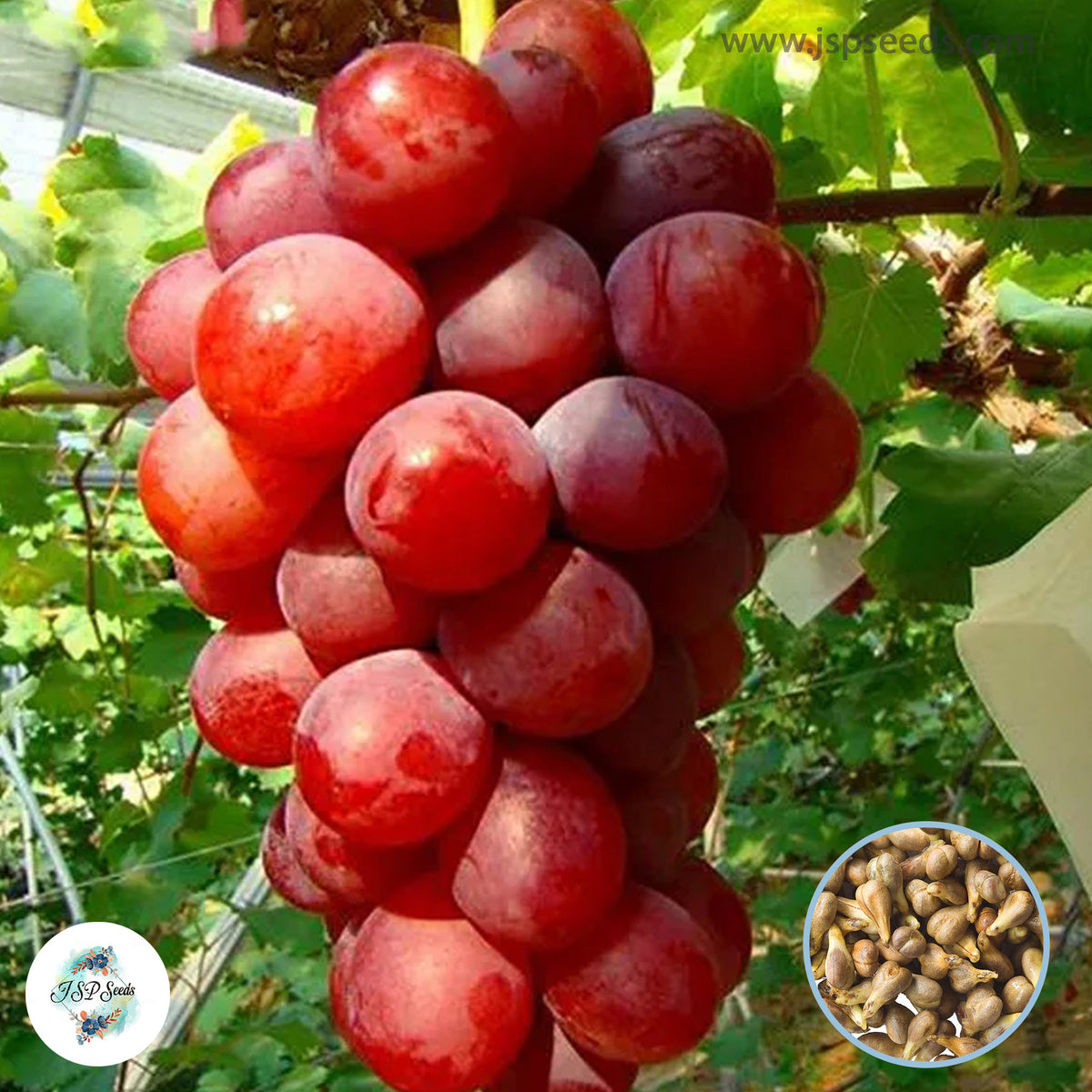 30 Rose Red Round Grape Bonsai Advanced Fruit Flores Natural Delicious Gardening Plants Seeds