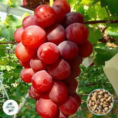 30 Rose Red Round Grape Bonsai Advanced Fruit Flores Natural Delicious Gardening Plants Seeds