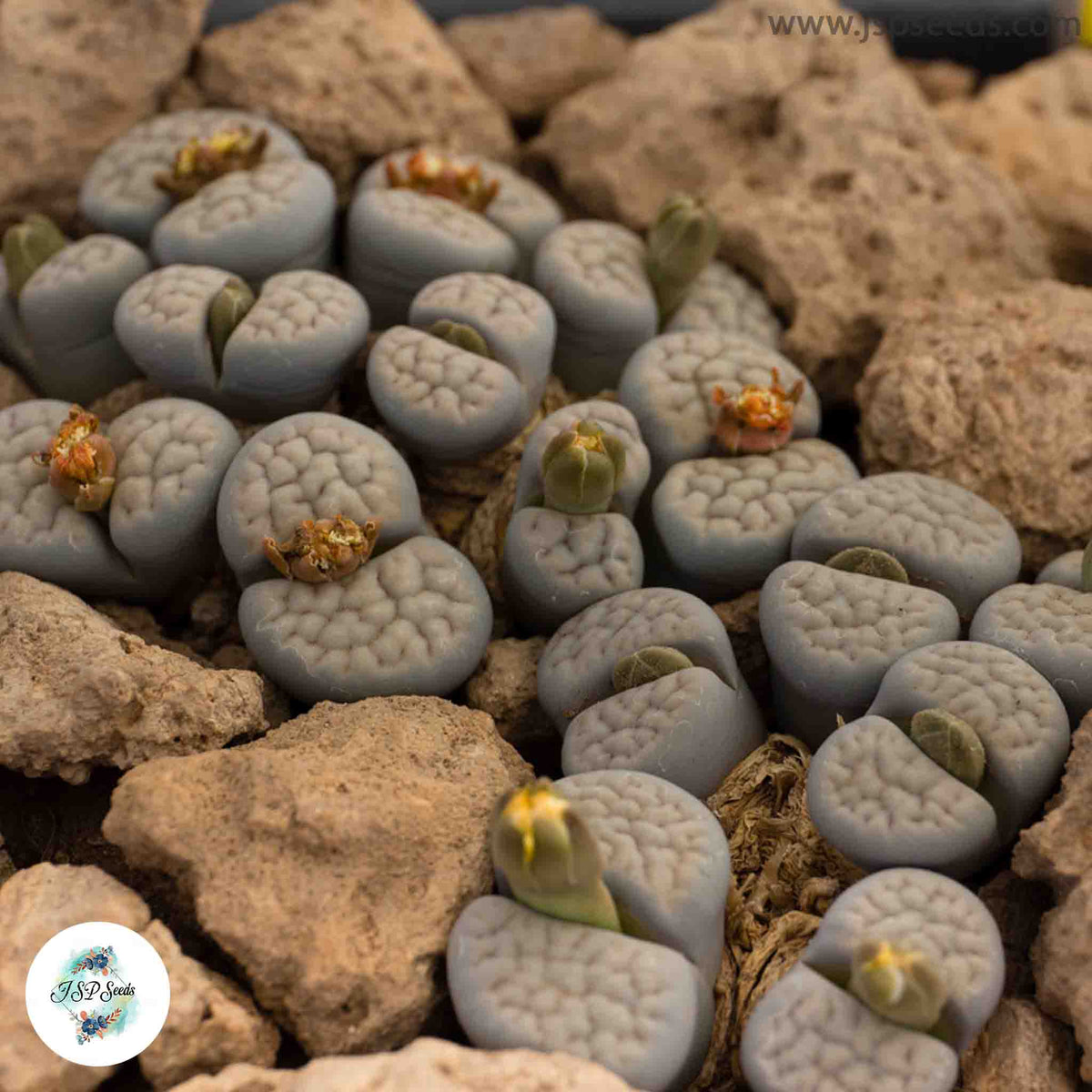 Lithops schwantesii / Living stones / 40 seeds