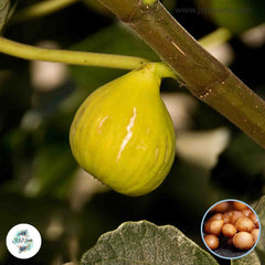 30 Peter's Honey Ficus Carica Seeds Fig Seeds Tropical Bonsai Rare Fruit Seeds