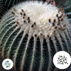 40 Seeds Echinocactus grusonii v. alba Cactus Succulent seeds