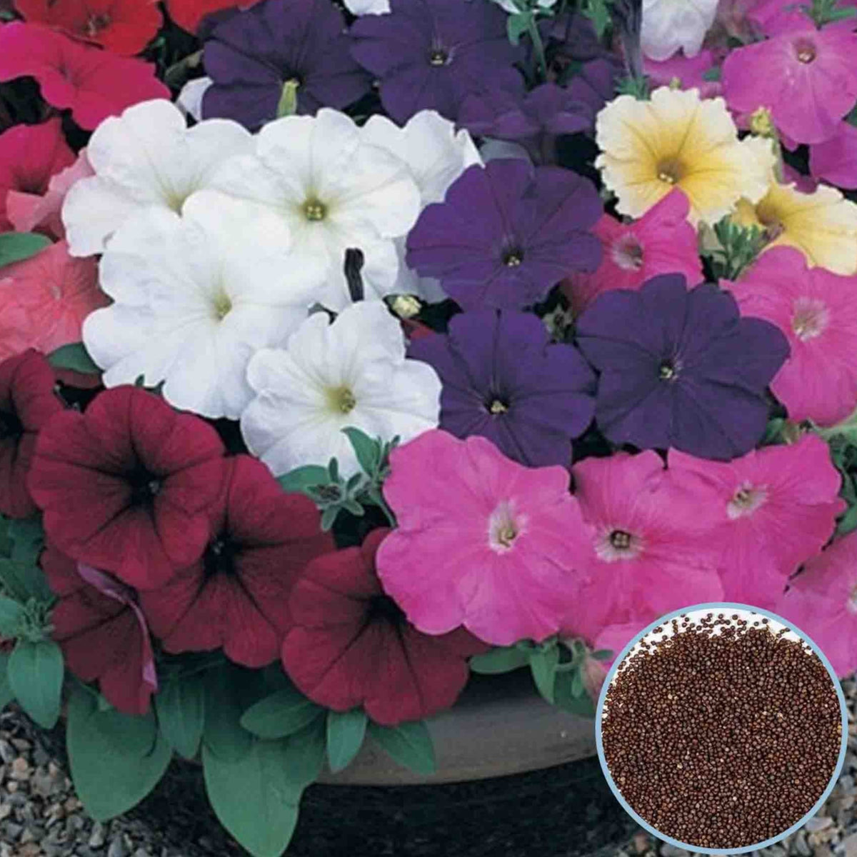 1000 Mix Horizon Petunia Seeds Grandiflora, Multiflora, Milliflora Perennial Flowers Annual Seeds (Flower)