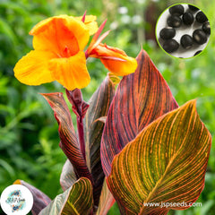 30 Phasion CANNA LILY Indian Shot Canna Indica Flower Seeds Cannaceae (Asia Flower)