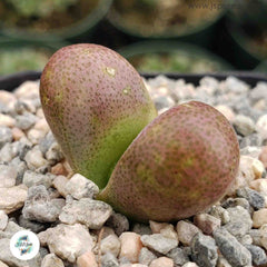 Tanquana hilmarii (Living stones) / 40 seeds