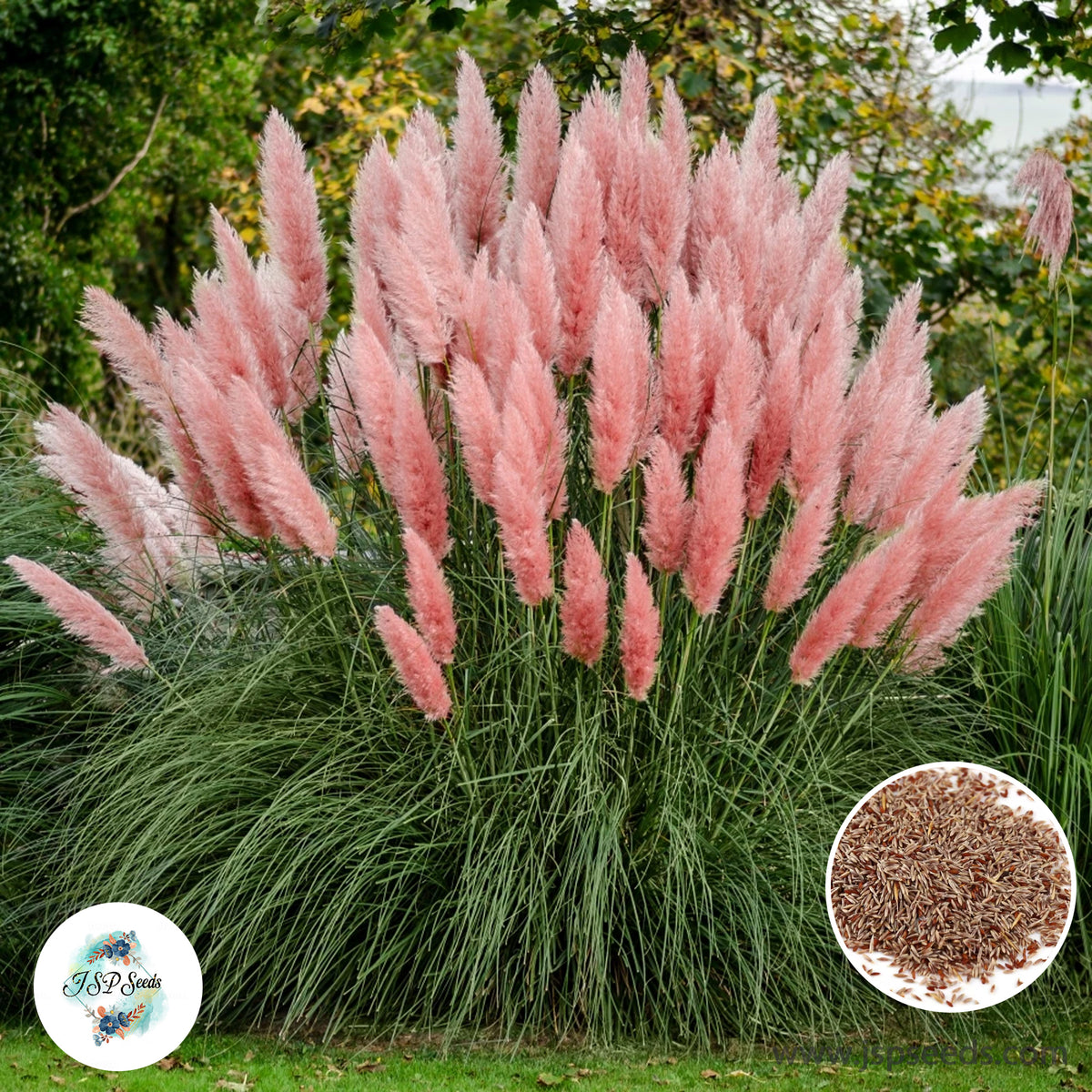 300 Pink Cortaderia Selloana Seeds Pampas Grass Perennial Blooms Seeds