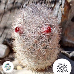 40 Seeds Mammillaria leona Cactus Succulent seeds